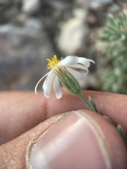 Chaetopappa ericoides