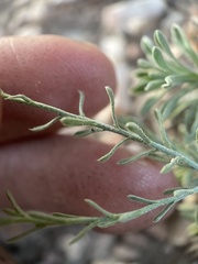 Chaetopappa ericoides