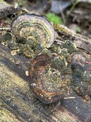 Trametes ochracea