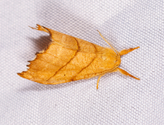Drepana bilineata