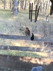 Buteo lineatus elegans