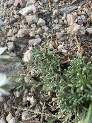 Chaetopappa ericoides