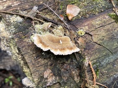 Trametes ochracea