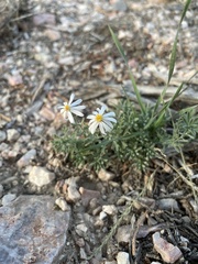 Chaetopappa ericoides