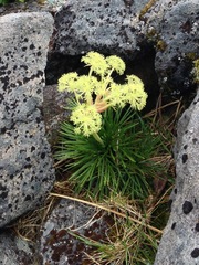 Aciphylla congesta