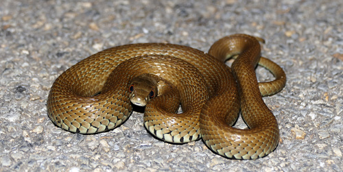 Iberian Grass Snake
