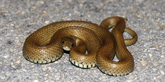 Natrix astreptophora