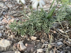 Chaetopappa ericoides