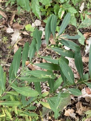 Hypericum prolificum