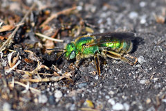 Agapostemon