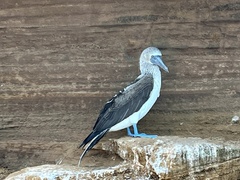 Sula nebouxii excisa