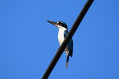 Todiramphus chloris chloris