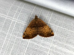 Chrysolarentia mecynata