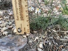 Chaetopappa ericoides