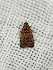 Mimaglossa nauplialis