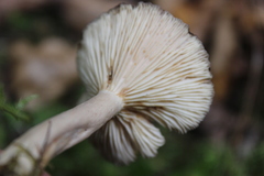Lactarius glyciosmus