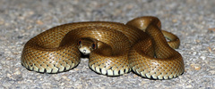 Natrix astreptophora