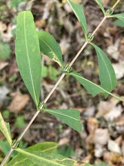 Hypericum prolificum