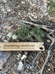 Chaetopappa ericoides