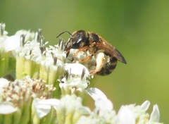 Halictus ligatus