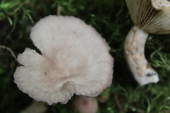 Lactarius glyciosmus