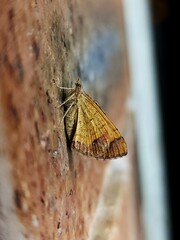 Chrysolarentia mecynata