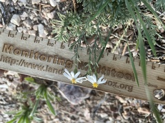 Chaetopappa ericoides