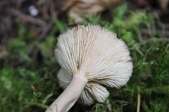 Lactarius glyciosmus
