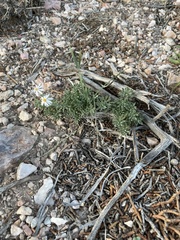 Chaetopappa ericoides