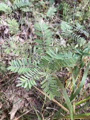 Tephrosia virginiana