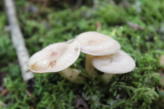 Lactarius glyciosmus