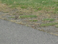 Passerculus sandwichensis