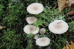 Lactarius glyciosmus