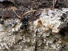 Serpula himantioides