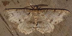Melanolophia