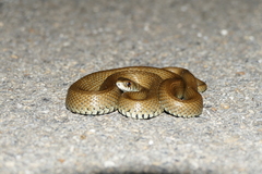 Natrix astreptophora