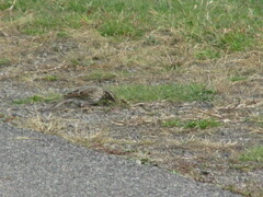 Passerculus sandwichensis