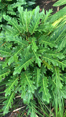 Thaumatophyllum xanadu