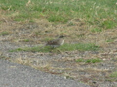 Passerculus sandwichensis