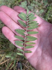 Tephrosia virginiana