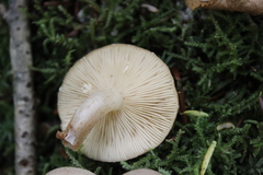 Lactarius glyciosmus