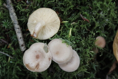 Lactarius glyciosmus