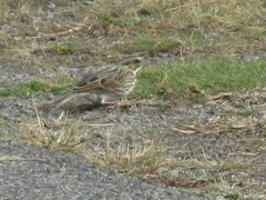 Passerculus sandwichensis