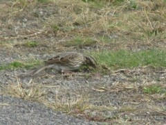 Passerculus sandwichensis