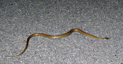 Natrix astreptophora
