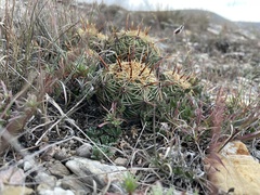 Coryphantha