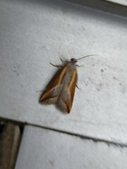 Arotrophora arcuatalis