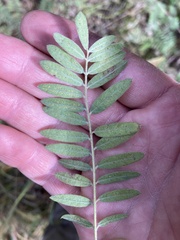 Tephrosia virginiana