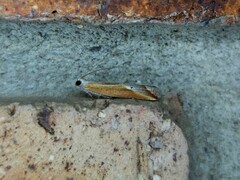 Arotrophora arcuatalis