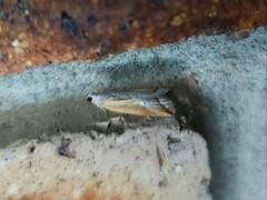 Arotrophora arcuatalis